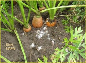 uploads/images/disease/Sclerotium wilt of carrot.jpg